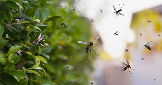 Mosquitoes in the yard