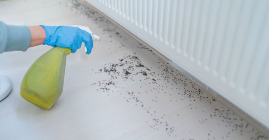 Pest Control At Home