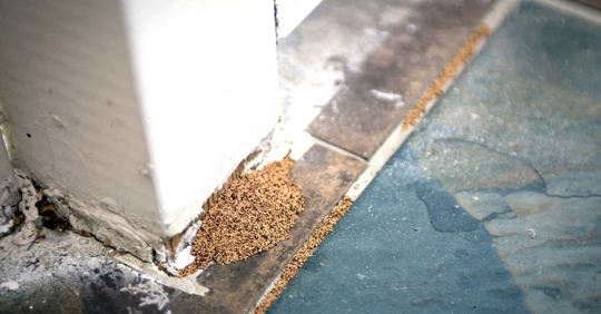 termite droppings at home